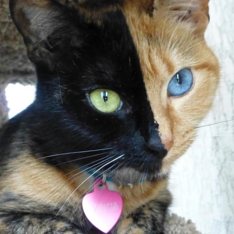 half black and half orange cat