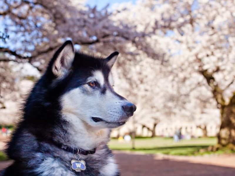 A Few Woofs From the Elder Dawgs ⋆ College Magazine