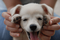 11 Hilarious Animal Gifs to Brighten Your Day  Funny animals, Cute animals,  Cute funny animals