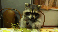 The Most Aww-Inspiring Cute Animals In GIFs