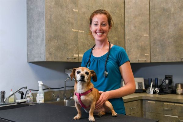 How To Become A Veterinarian ⋆ College Magazine