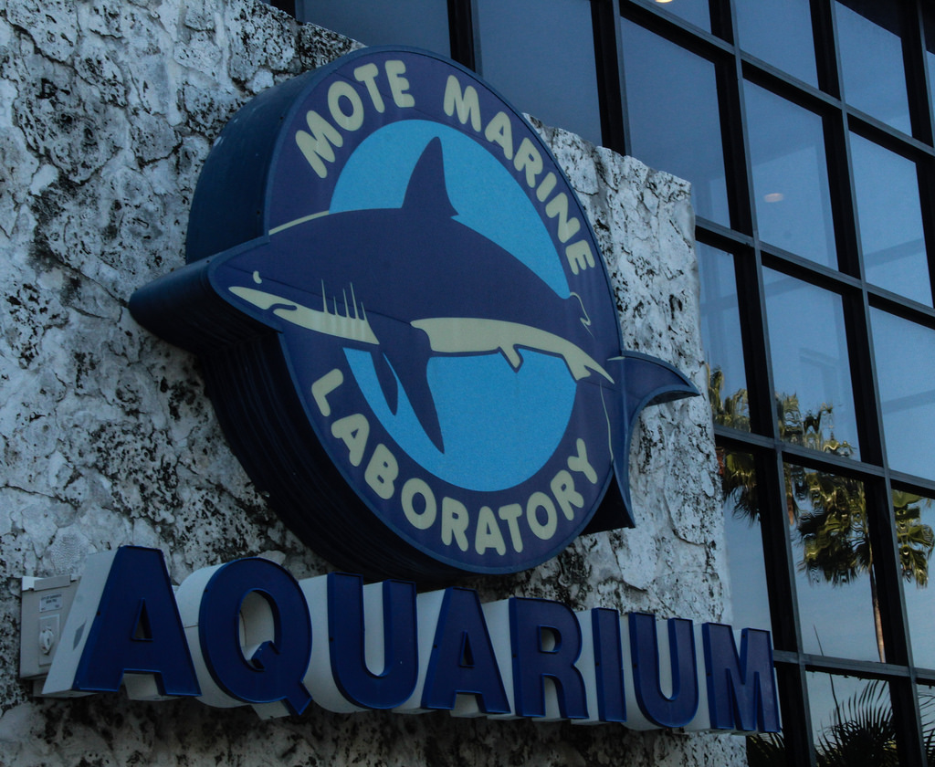 mote marine lab aquarium things to do in sarasota