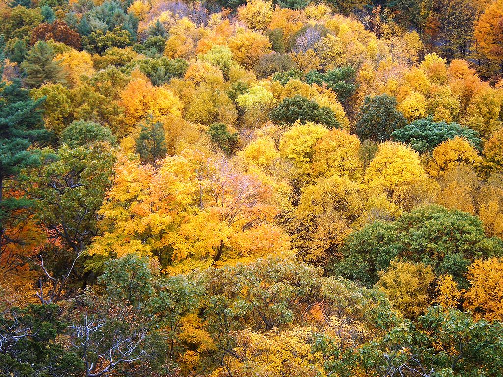 Golden trees in the autumn in Connecticut