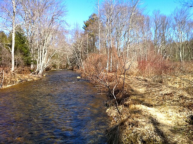 Nature around the Fenton River in Connecticut, including brush, trees, and water